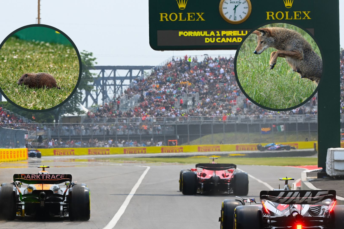 Ranked: The best 'F1 animals' of all time – The Tournament