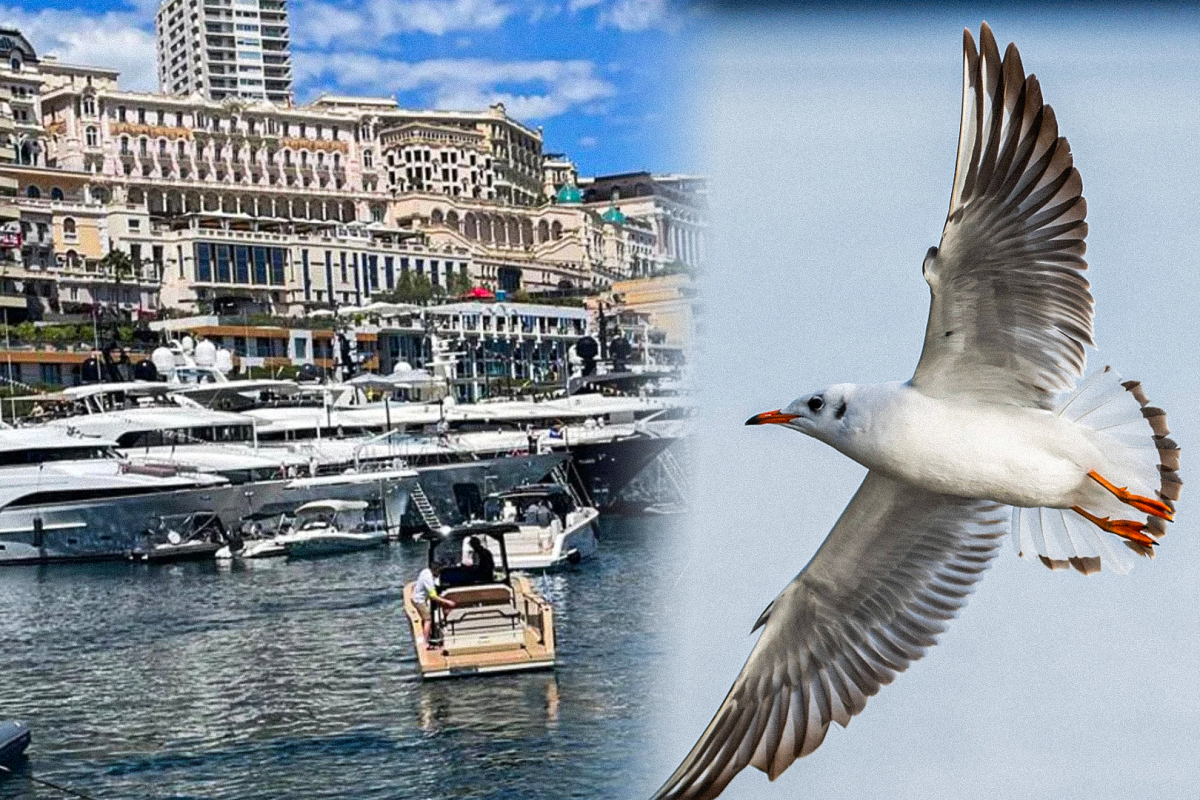 Monaco, meeuw, socials
