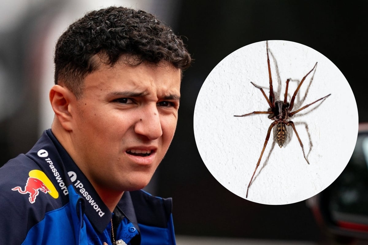 Isack Hadjar looks on with an inset of a spider next to him