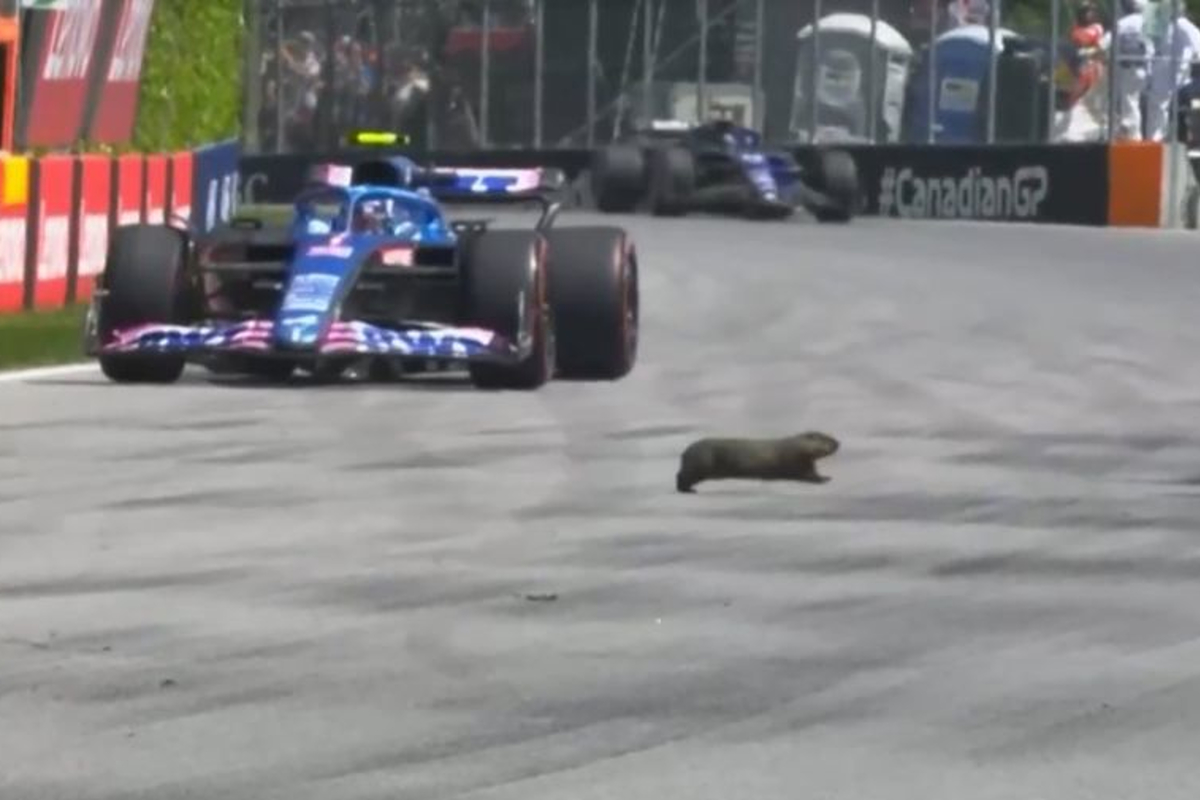 Groundhog day? Coyote pee? F1 goes wildlife MAD amid bizarre delay