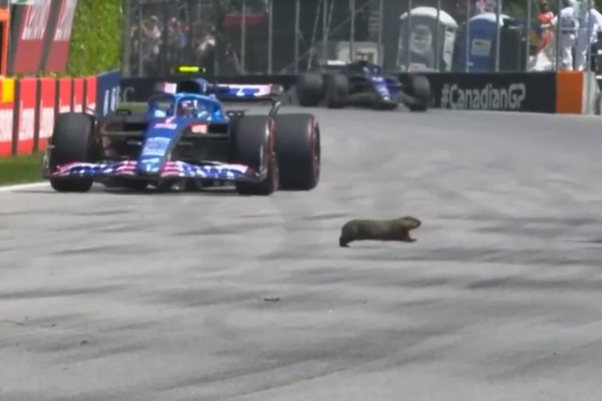 Fans react to bizarre F1 visitor - 'It isn't the Canadian GP if you don't have a groundhog crossing the circuit'