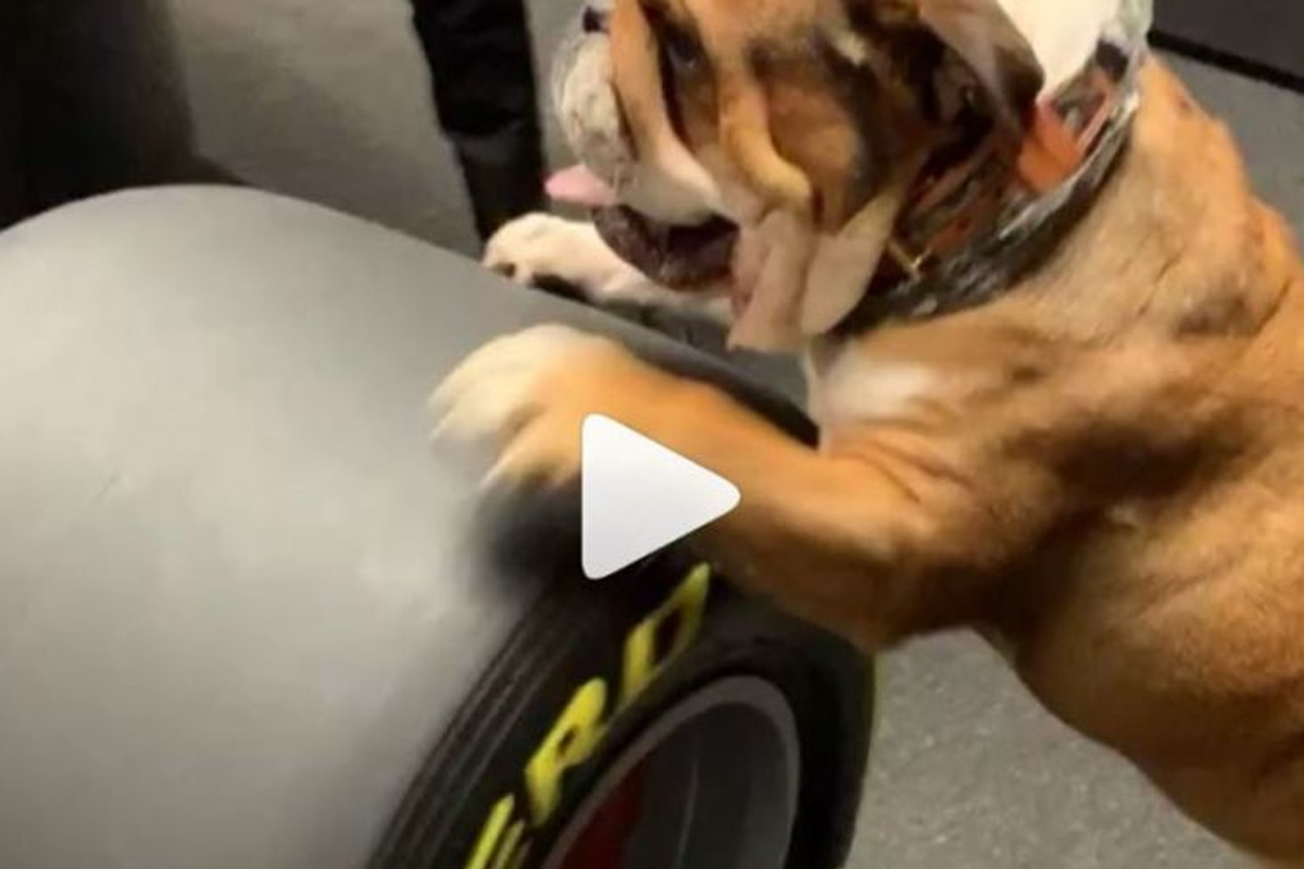VIDEO: Hamilton's dog Roscoe auditions for Mercedes pit crew