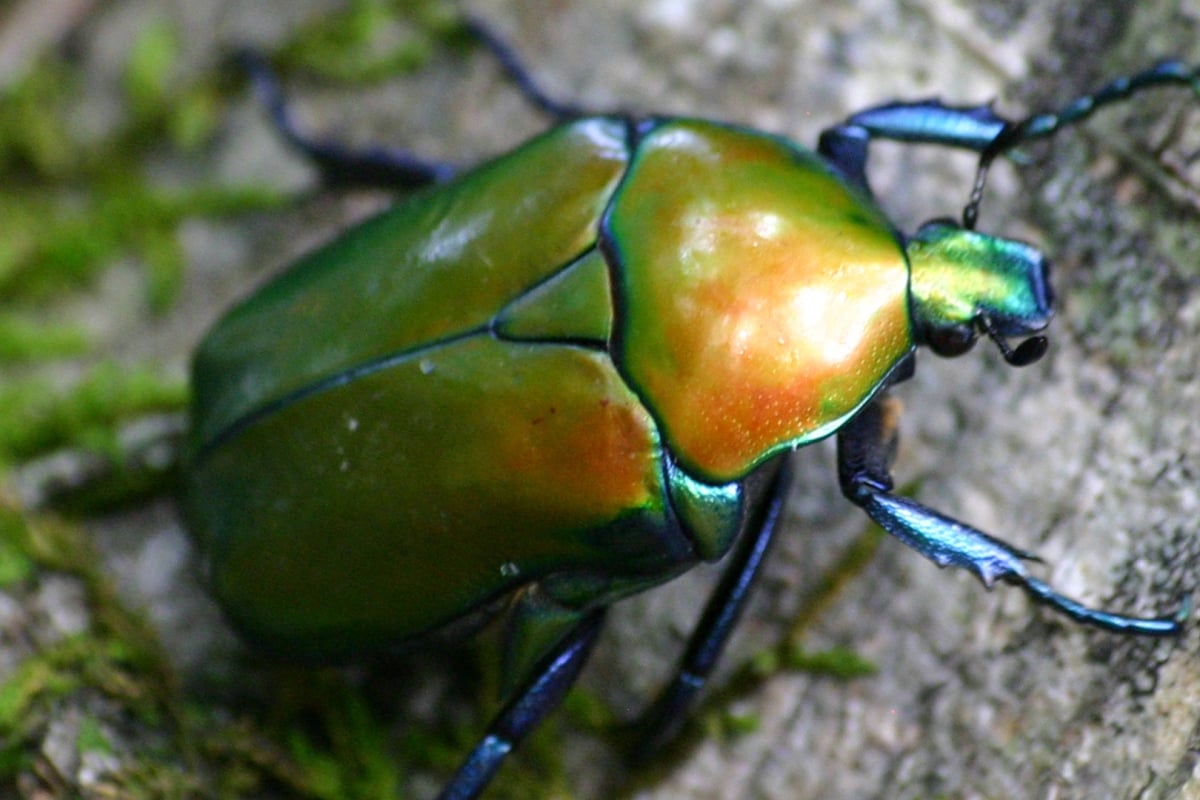 A big bug climbing up a tree in blue, green and yellow hues