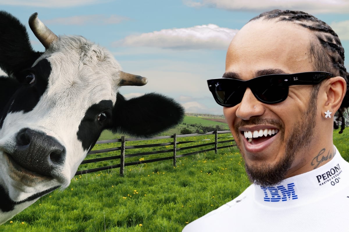 Lewis Hamilton having a giggle edited onto a farm background alongside a curious cow