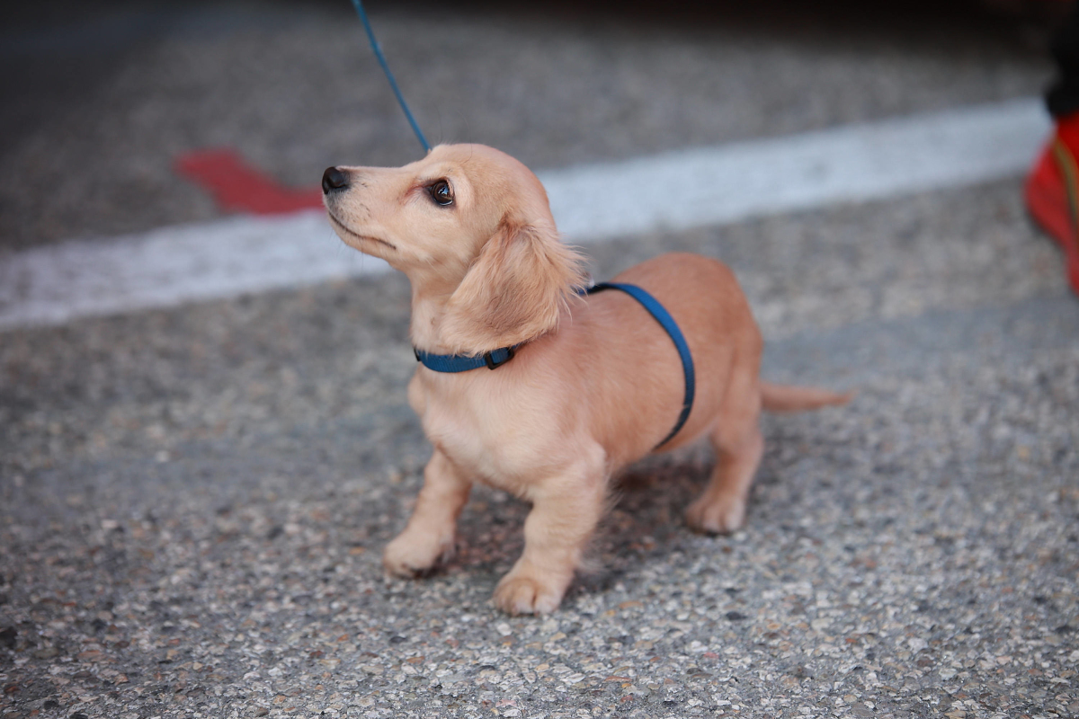 Hond Leclerc poept midden in paddock Imola, Sainz moet kokhalzen