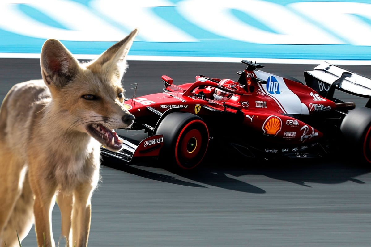 Charles Leclerc drives towards a fox at the Dutch GP