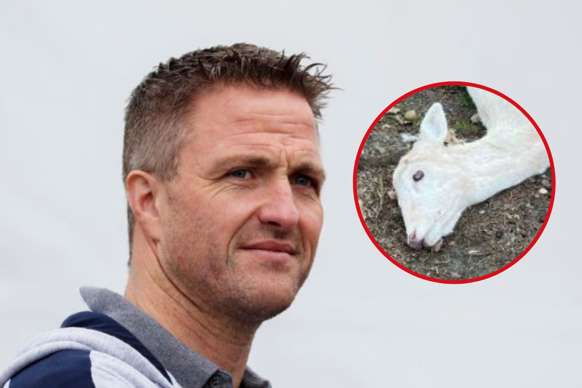 Schumacher rages after 'idiots' KILL his pregnant deer