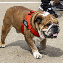 Lewis Hamilton reveals heartwarming Roscoe tribute