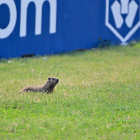 Wildlife chaos and a champion's curse hits new heights - Things you might've missed at the Canadian Grand Prix