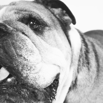 Roscoe had 1,4 miljoen volgers op Instagram en dít was zijn laatste bericht