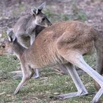 Racing star takes violent bath in kangaroo blood at iconic race