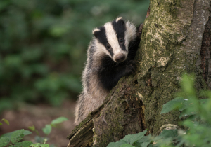 Meet the F1 star with a pet badger called Nigel