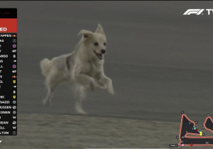 Wilde hond veroorzaakt rode vlag, Hamilton vreest voor Roscoe