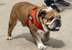 Lewis Hamilton reveals heartwarming Roscoe tribute