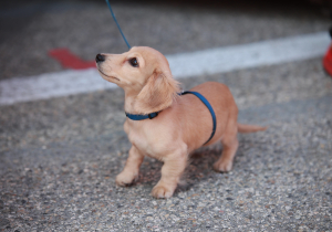 Hond Leclerc poept midden in paddock Imola, Sainz moet kokhalzen