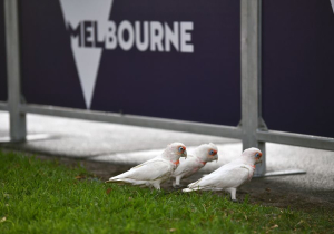 Australië laat Zuid-Koreanen niet meer toe, Italianen extra controle