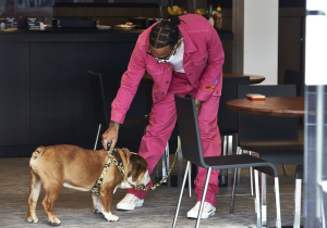 PETA roept hulp Lewis Hamilton in: 'Deze honden stikken in hun eigen braaksel'