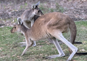 Racing star takes violent bath in kangaroo blood at iconic race