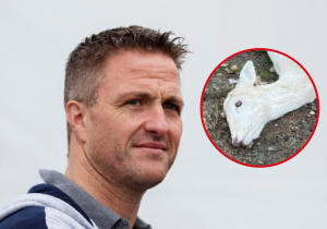 Schumacher rages after 'idiots' KILL his pregnant deer