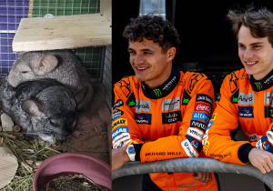 'Norris en Piastri' duiken op bij dierencentrum in Doetinchem