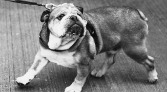 F1-wereld reageert op overlijden Roscoe (12), Red Bull stuurt bericht naar Hamilton