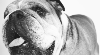 Roscoe had 1,4 miljoen volgers op Instagram en dít was zijn laatste bericht