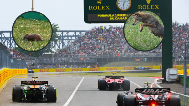Gronudhog and a coyote in-shot of track picture from Canadian Grand Prix practice