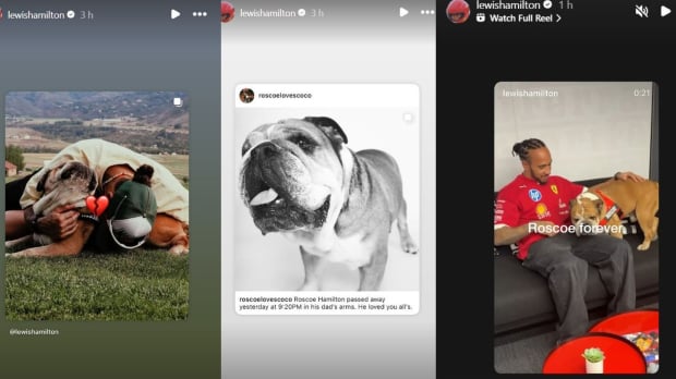 Lewis Hamilton posts a tribute of Instagram clips to his late dog Roscoe