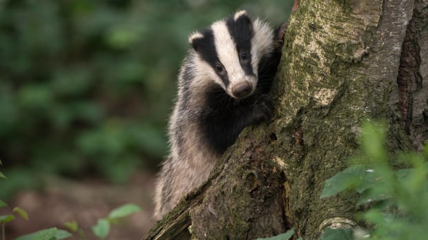 A picture of a badger playing hide and seek 