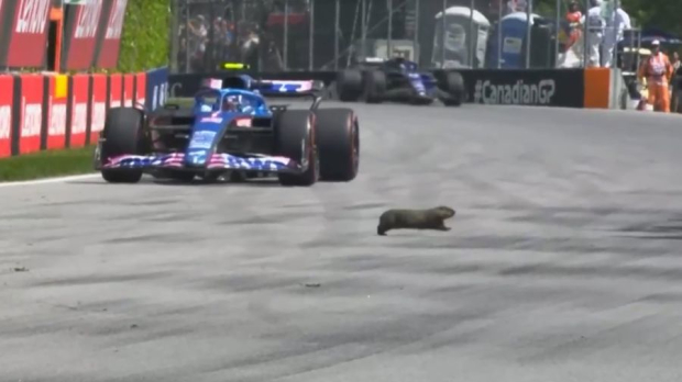 Gary the Groundhog at Montreal