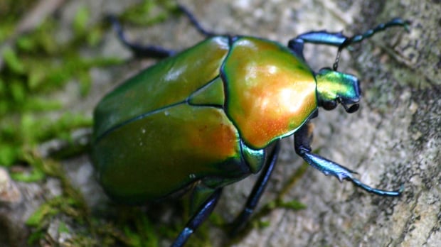 A big bug climbing up a tree in blue, green and yellow hues — Photo: © IMAGO