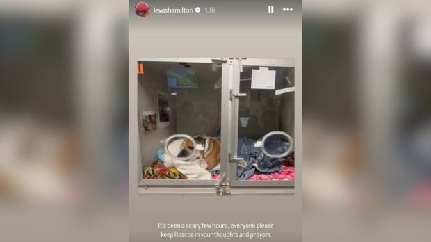 Lewis Hamilton shared an update on dog Roscoe