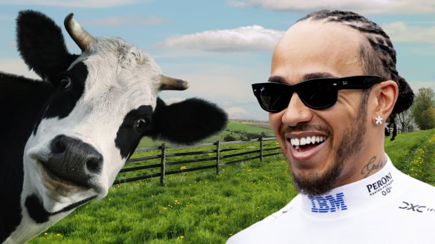 Lewis Hamilton having a giggle edited onto a farm background alongside a curious cow — Foto: © IMAGO