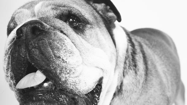 Roscoe, dog of Lewis Hamilton