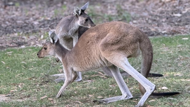 A Kangaroo — Photo: © GPFans