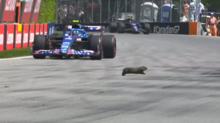 Fans react to bizarre F1 visitor - 'It isn't the Canadian GP if you don't have a groundhog crossing the circuit'