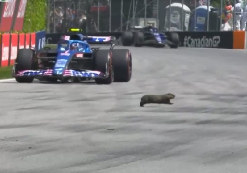 Groundhog day? Coyote pee? F1 goes wildlife MAD amid bizarre delay