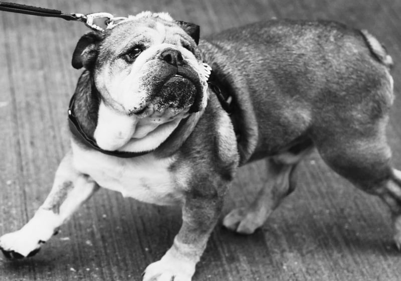 Tutte le reazioni dal mondo della F1 e i messaggi ad Hamilton dopo la morte di Roscoe