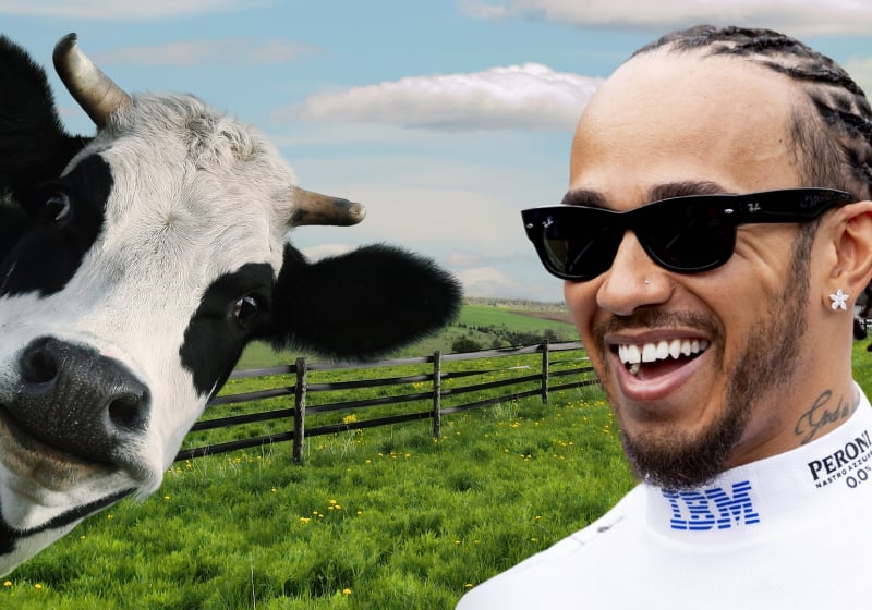 Lewis Hamilton got a cow and you will not believe what it is called