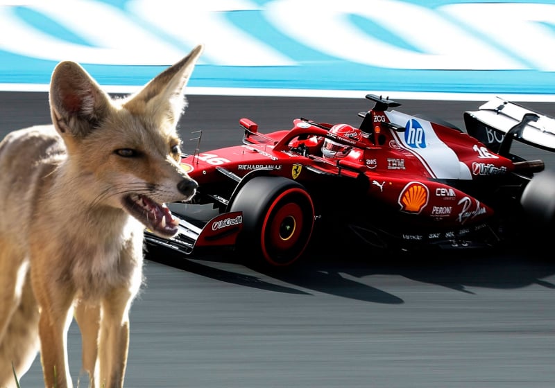 Charles Leclerc drives towards a fox at the Dutch GP