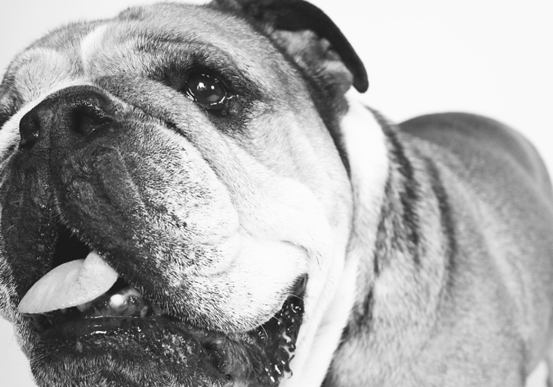 Roscoe had 1,4 miljoen volgers op Instagram en dít was zijn laatste bericht