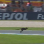 VIDÉO MotoGP : Quand un kangourou traverse (encore) la piste