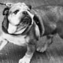 Lewis Hamilton pays tribute after Roscoe death announced