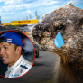 Alex Albon rijdt bosmarmot aan en crasht tijdens eerste vrije training Canada