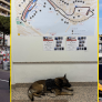 Organisatie in Monaco schakelt explosievenhond in tijdens Grand Prix-weekend