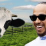 Lewis Hamilton got a cow and you will not believe what it is called