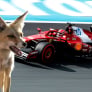F1 star in freak incident with wild animal at Dutch GP