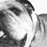 Roscoe had 1,4 miljoen volgers op Instagram en dít was zijn laatste bericht